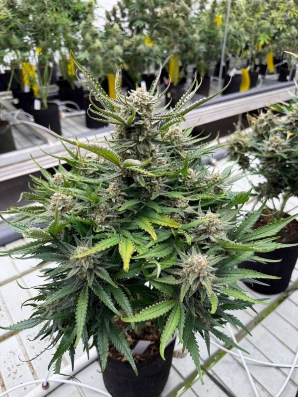 Instagram White Widow Auto