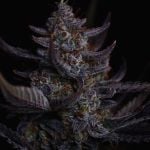 Instagram Mendo Guava Auto™