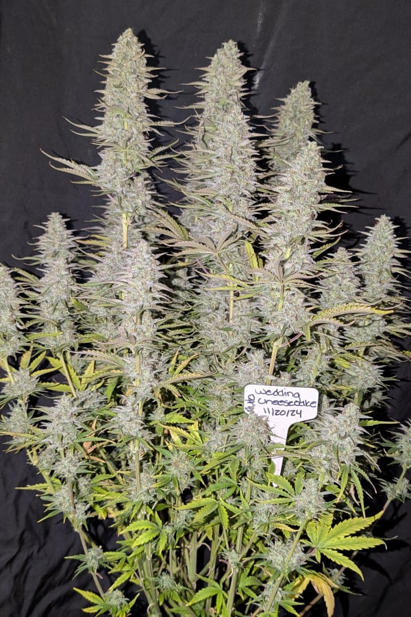 Instagram AUTO | Wedding Cheesecake Auto