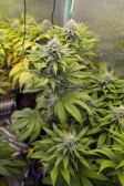 Instagram Gorilla Melon™