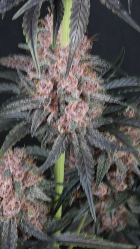 Instagram Mango Cherry Runtz Auto