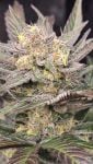 Instagram Mango Frost Auto™