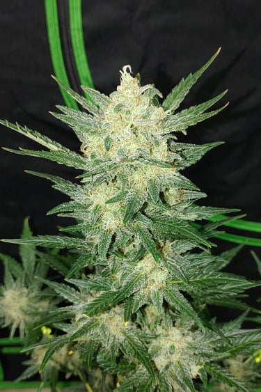 Instagram Afghan Kush Auto