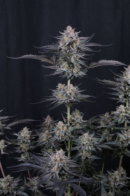 Instagram Mendo Guava Auto