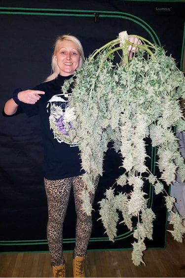 Instagram Apricot Auto