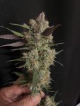 Instagram Papaya Cookies Auto™