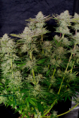Instagram Tropicana Cookies FF