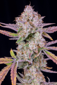 Instagram Strawberry Gorilla Auto