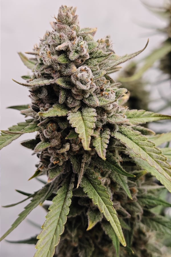 Buy Papaya Cookies Auto™ Cannabis Seeds | Fast Buds