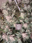 Instagram Cherry Cola Auto