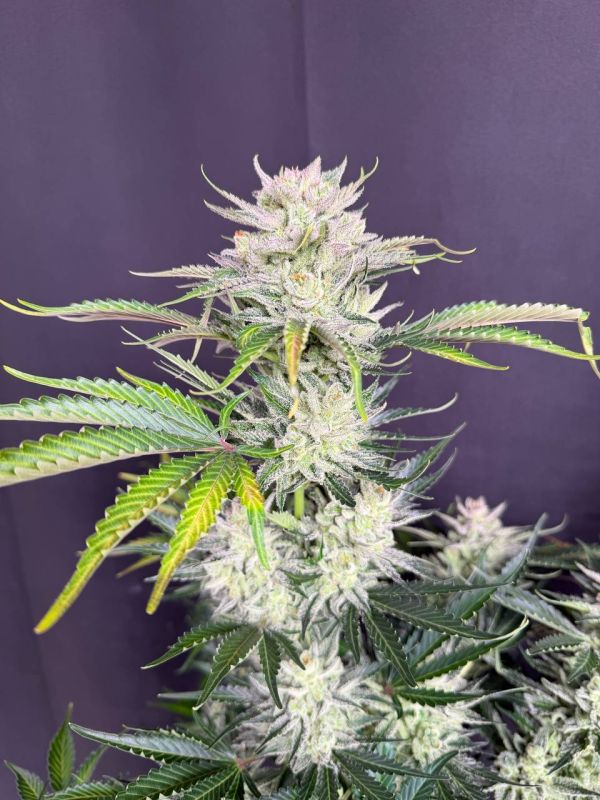 Instagram AK Auto
