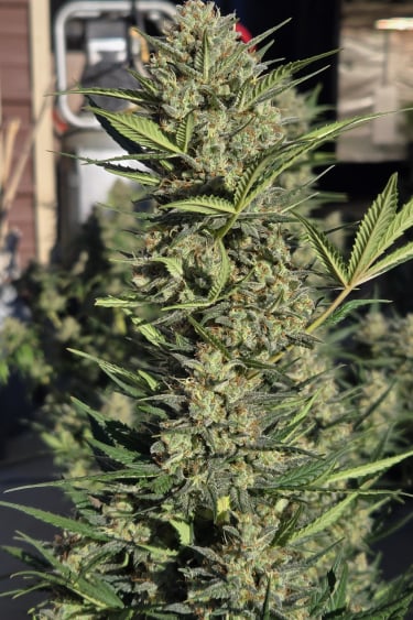 Instagram Super Boof Auto