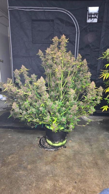 Instagram Banana Purple Punch Auto RF3