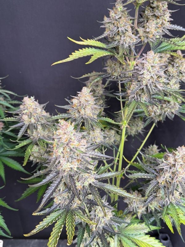 Instagram Afghan Kush Auto