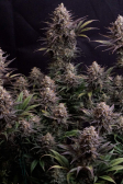 Instagram GG4 Sherbet FF