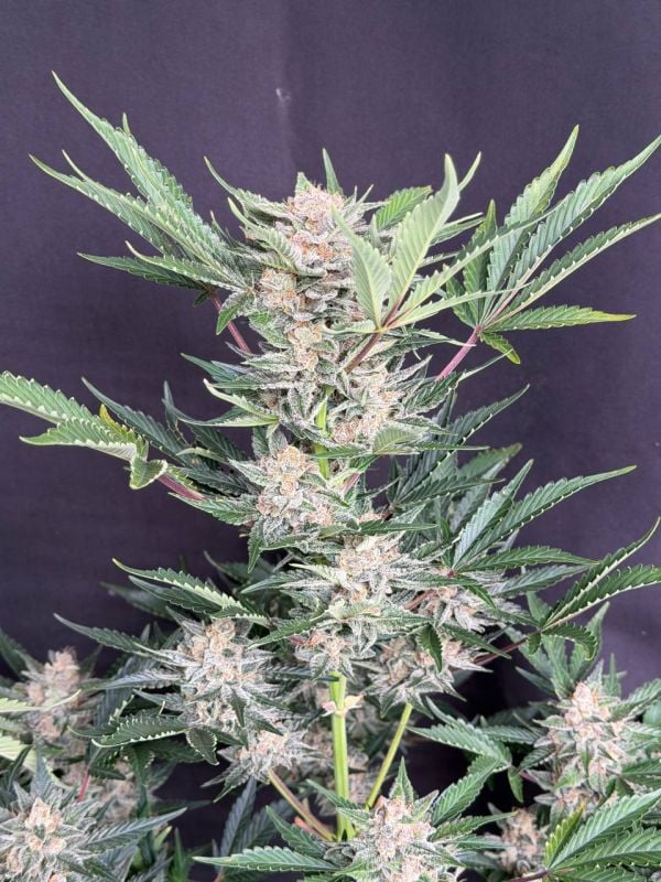 Instagram Sour Diesel Auto
