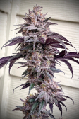 Instagram Papaya Sherbet™