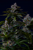 Instagram Purple Lemonade FF