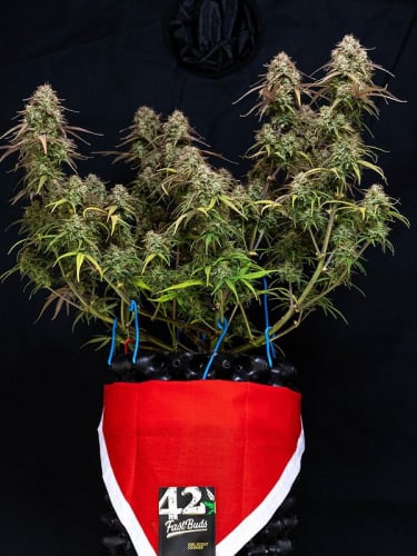 Instagram Girl Scout Cookies Auto