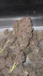 Instagram Banana Purple Punch Auto RF3™