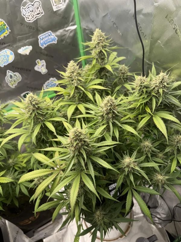 Instagram Pineapple OG Auto