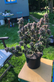 Instagram Tropicana Cookies FF