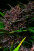 Instagram Purple Haze Auto™