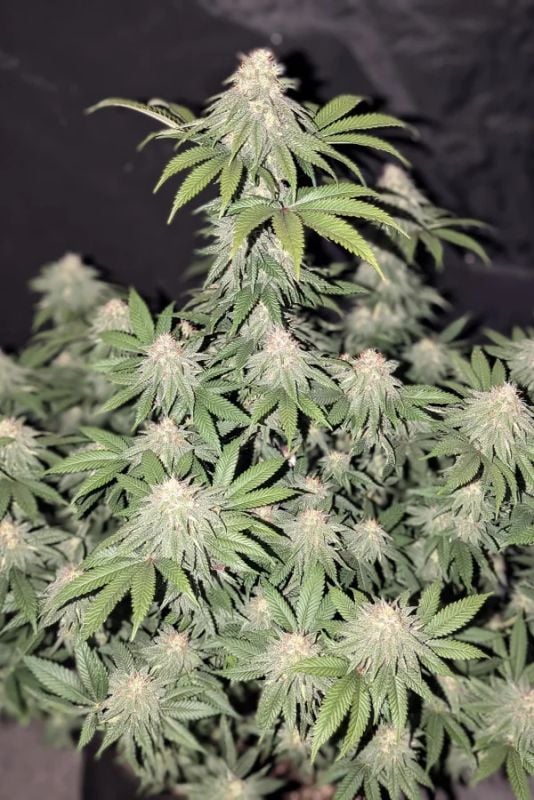 Instagram Fem High Yielder Trial Pack