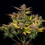 Instagram Lemon Tree Auto™