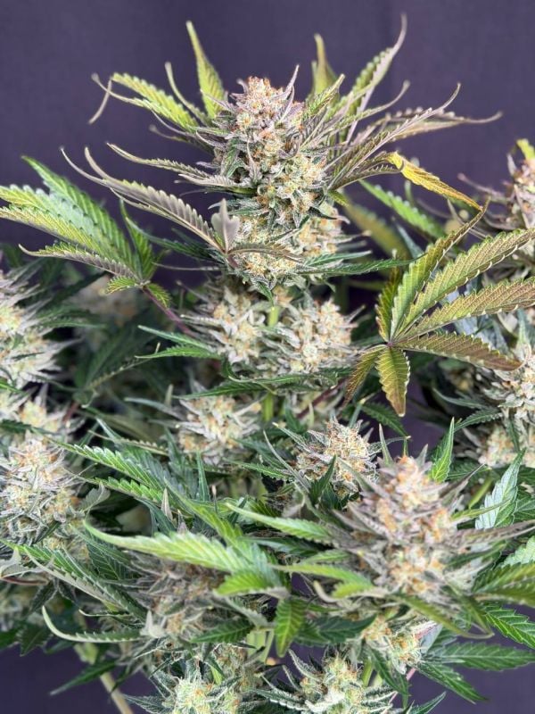 Instagram Chemdawg Auto