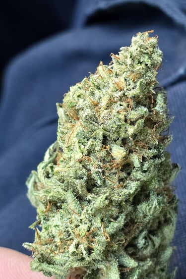 Instagram Papaya Cookies Auto