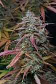 Instagram Pound Cake Auto™