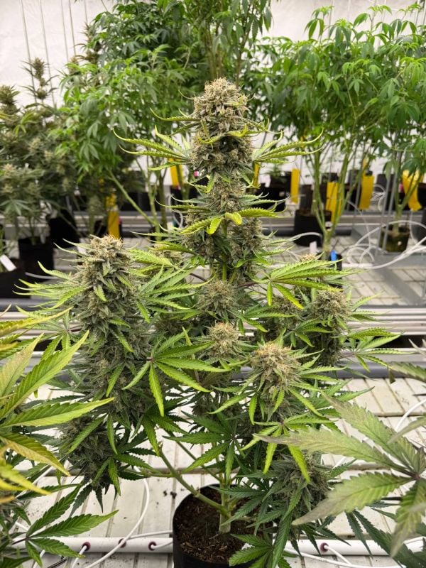 Instagram Cinderella Auto