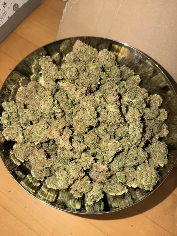 Instagram Orange Sherbet FF