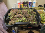Instagram LSD-25 Auto