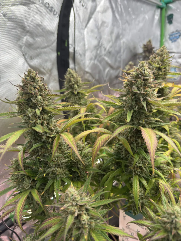 Instagram Pineapple OG Auto