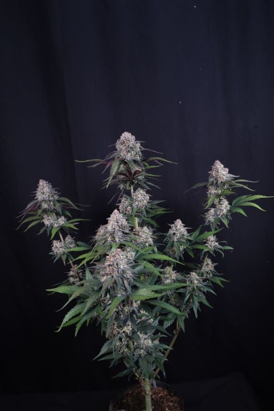 Instagram Lemon Cherry Sundae Auto