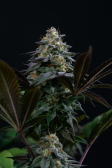 Instagram Lemon Cherry Runtz™