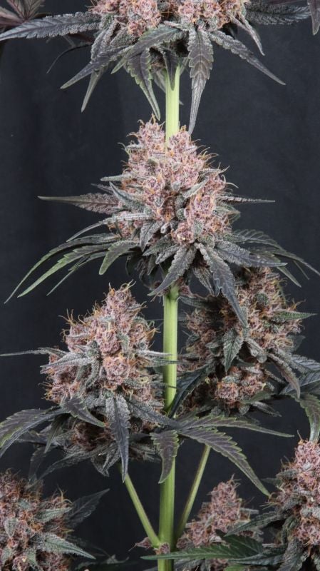 Instagram Mango Cherry Runtz Auto