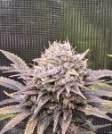 Instagram Purple Haze Auto™