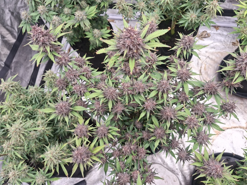 Instagram Banana Purple Punch Auto RF3