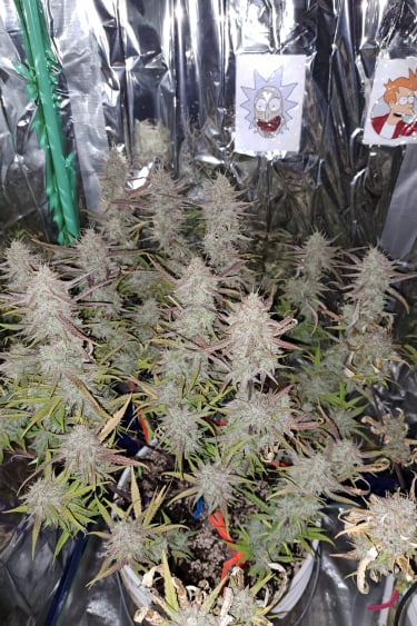 Instagram Tropicana Cookies Auto