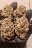 Instagram Papaya Sherbet™