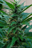 Instagram Gorilla Cookies FF