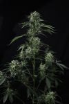 Instagram Banana Guava Auto™