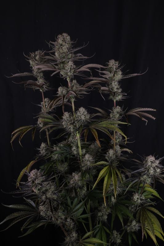 Instagram Strawberry Gorilla Auto RF3