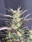 Instagram Blueberry Auto