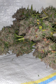 Instagram Strawberry Gorilla Auto