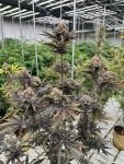 Instagram Banana Purple Punch Auto RF3™