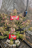 Instagram Gorilla Z Auto